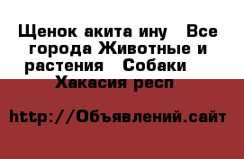 Щенок акита ину - Все города Животные и растения » Собаки   . Хакасия респ.